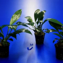 Gillets Speerblatt / Anubias Gilletii, Für Barsche Geeignet -Hobby Verkäufe TA07PP 1 4