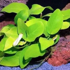 Goldenes Zwergspeerblatt / Anubias Nana GOLD-BLATT