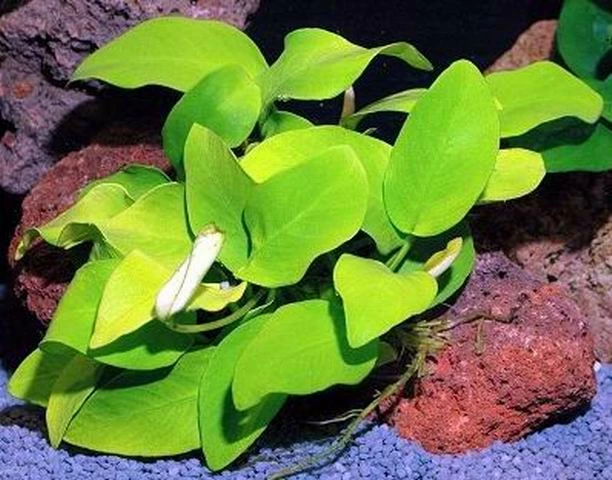 Goldenes Zwergspeerblatt / Anubias Nana GOLD-BLATT 3 Goldenes Zwergspeerblatt / Anubias Nana GOLD-BLATT