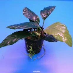 Kaffeeblättriges Speerblatt / Anubias Coffeefolia