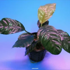 Kaffeeblättriges Speerblatt / Anubias Coffeefolia 7 Kaffeeblättriges Speerblatt / Anubias Coffeefolia -Hobby Verkäufe TA10PP 1 3