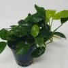 Mehrtriebige Exemplare Zwergspeerblatt / Anubias Nana -Hobby Verkäufe TA22wf 1 2