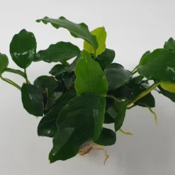 Mehrtriebige Exemplare Zwergspeerblatt / Anubias Nana 9 Mehrtriebige Exemplare Zwergspeerblatt / Anubias Nana -Hobby Verkäufe TA22wf 1 4