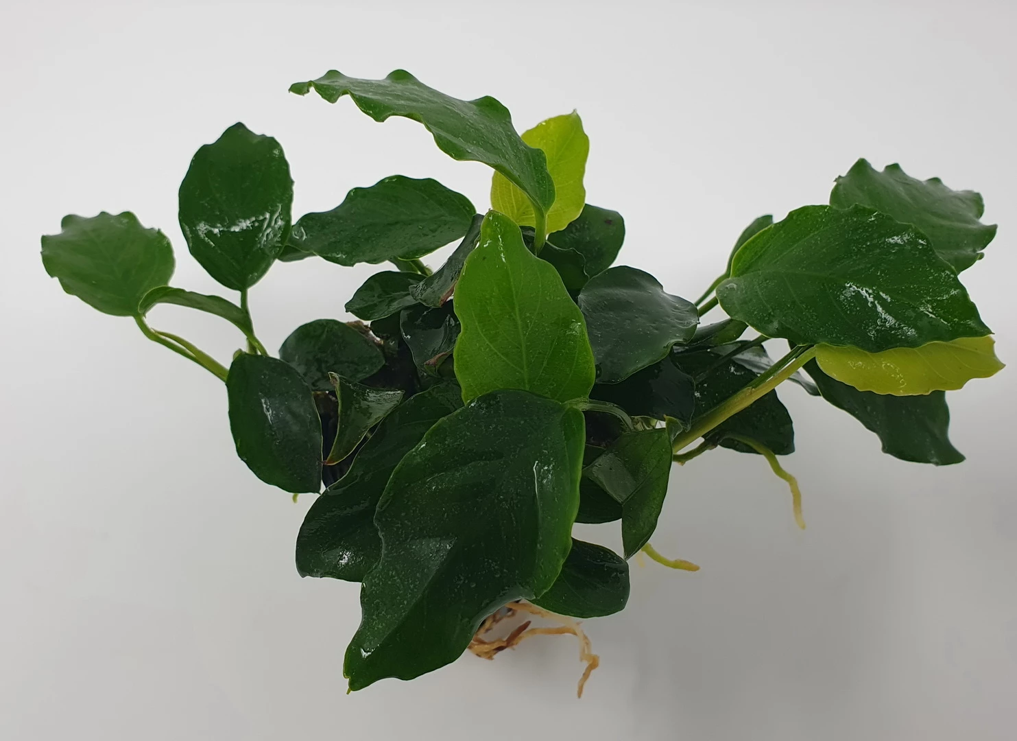 Mehrtriebige Exemplare Zwergspeerblatt / Anubias Nana 4 Mehrtriebige Exemplare Zwergspeerblatt / Anubias Nana – Bild 2
