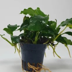 Mehrtriebige Exemplare Zwergspeerblatt / Anubias Nana 10 Mehrtriebige Exemplare Zwergspeerblatt / Anubias Nana -Hobby Verkäufe TA22wf 1 5