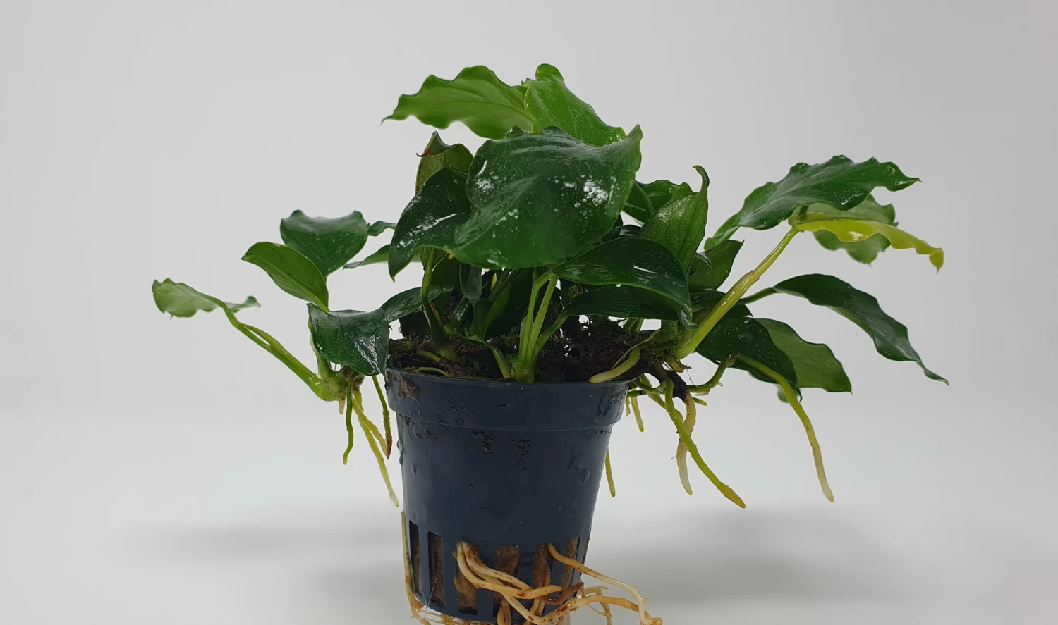 Mehrtriebige Exemplare Zwergspeerblatt / Anubias Nana 5 Mehrtriebige Exemplare Zwergspeerblatt / Anubias Nana – Bild 3