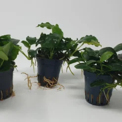 Mehrtriebige Exemplare Zwergspeerblatt / Anubias Nana 11 Mehrtriebige Exemplare Zwergspeerblatt / Anubias Nana -Hobby Verkäufe TA22wf 1 6