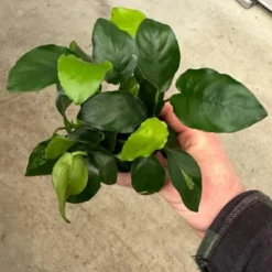 Mehrtriebige Exemplare Zwergspeerblatt / Anubias Nana 12 Mehrtriebige Exemplare Zwergspeerblatt / Anubias Nana -Hobby Verkäufe TA22wf 1 8