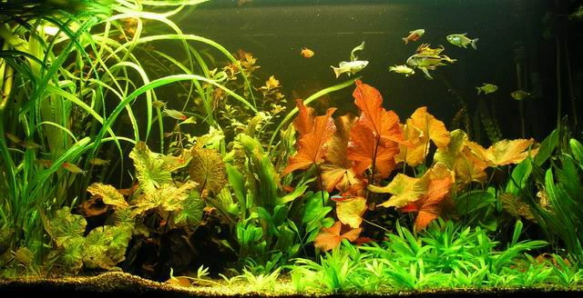 Genoppter Wasserkelch / Cryptocoryne Crispatula Var. Balansae 4 Genoppter Wasserkelch / Cryptocoryne Crispatula Var. Balansae – Bild 2