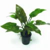 Gewimperter Wasserkelch / Cryptocoryne Ciliata -Hobby Verkäufe TC05PP 1 1