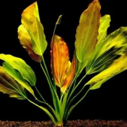 Rötliche Amazonas-Schwertpflanze / Echinodorus Osiris Rubra