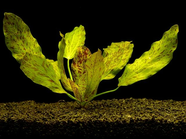 Gefleckte Grüne Schwertpflanze / Echinodorus Ozelot Grün 3 Gefleckte Grüne Schwertpflanze / Echinodorus Ozelot Grün