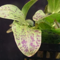 Gefleckte Grüne Schwertpflanze / Echinodorus Ozelot Grün 6 Gefleckte Grüne Schwertpflanze / Echinodorus Ozelot Grün -Hobby Verkäufe TE08PP 1 2