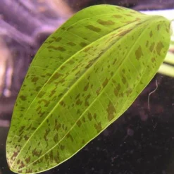 Gefleckte Grüne Schwertpflanze / Echinodorus Ozelot Grün 7 Gefleckte Grüne Schwertpflanze / Echinodorus Ozelot Grün -Hobby Verkäufe TE08PP 1 3