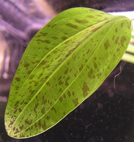 Gefleckte Grüne Schwertpflanze / Echinodorus Ozelot Grün 5 Gefleckte Grüne Schwertpflanze / Echinodorus Ozelot Grün – Bild 3