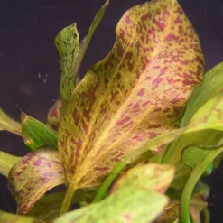 Rot Getüpfelte Schwertpflanze / Echinodorus Ozelot Rot -Hobby Verkäufe TE09PP 1 3