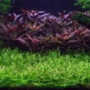 Grasartige Zwergamazonas / Echinodorus Tenellus -Hobby Verkäufe TE15PP 1 1