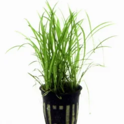 Grasartige Zwergamazonas / Echinodorus Tenellus -Hobby Verkäufe TE15PP 1 3