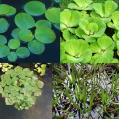 4er Set Muschelblume, Froschbiss, Wassernuss & Krebsschere Für Gartenteich