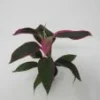 Keulenlilie "red Edge" / Cordyline Red Edge Im Topf -Hobby Verkäufe TT1000wf 1 thmb 1