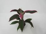 Keulenlilie "red Edge" / Cordyline Red Edge Im Topf