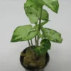 Efeutute / Syngonium White/green Im Topf 2 Efeutute / Syngonium White/green Im Topf -Hobby Verkäufe TT1010wf 1 1