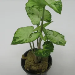 Efeutute / Syngonium White/green Im Topf