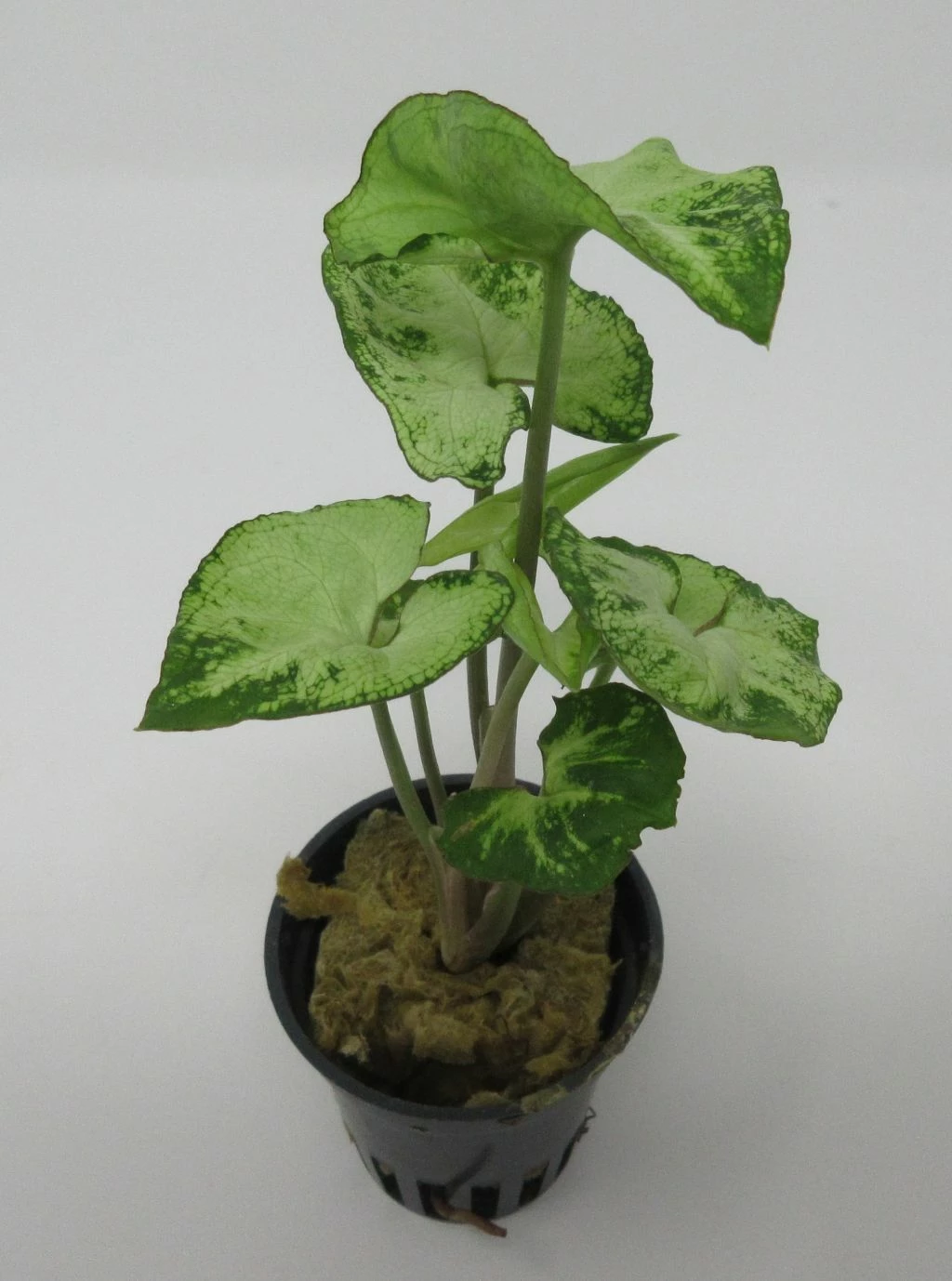 Efeutute / Syngonium White/green Im Topf 3 Efeutute / Syngonium White/green Im Topf