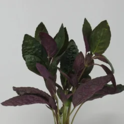 Noppenblatt / Hemigraphis Colorata Im Topf