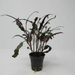 Gefiedertes Schmuckblatt / Hemigraphis Exotica Im Topf