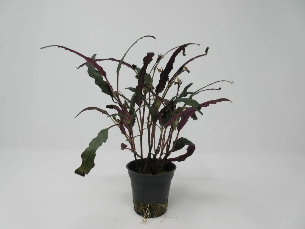 Gefiedertes Schmuckblatt / Hemigraphis Exotica Im Topf 3 Gefiedertes Schmuckblatt / Hemigraphis Exotica Im Topf