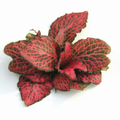 Rotbunte Mosaikpflanze / Fittonia Verschaffeltii Im Topf