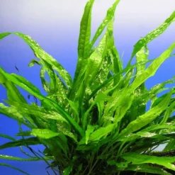 Schmalblättriges Javafarn / Microsorum Pteropus Narrow Leaf