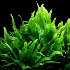 Javafarn / Microsorum Pteropus, Barschfest