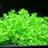 KUBA Zwerg-Perlenkraut / Hemianthus Callitrichoides Cuba - Hcc 1 KUBA Zwerg-Perlenkraut / Hemianthus Callitrichoides Cuba - Hcc -Hobby Verkäufe TV08PP 1 1