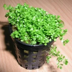 KUBA Zwerg-Perlenkraut / Hemianthus Callitrichoides Cuba - Hcc -Hobby Verkäufe TV08PP 1 2