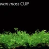 In-Vitro Taiwan-Moos / Taxiphyllum Spec. 'Taiwan Moss', Moos