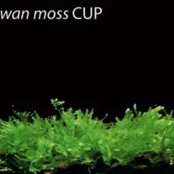 In-Vitro Taiwan-Moos / Taxiphyllum Spec. 'Taiwan Moss', Moos