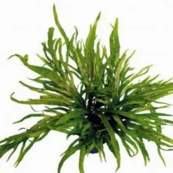 XL In-Vitro Trident Javafarn / Microsorum Pteropus Trident