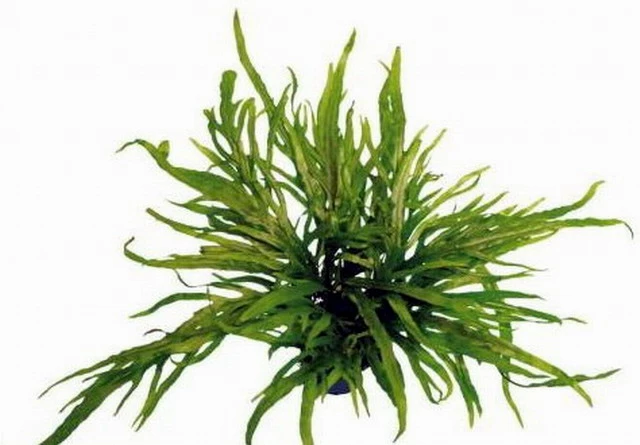 XL In-Vitro Trident Javafarn / Microsorum Pteropus Trident 3 XL In-Vitro Trident Javafarn / Microsorum Pteropus Trident