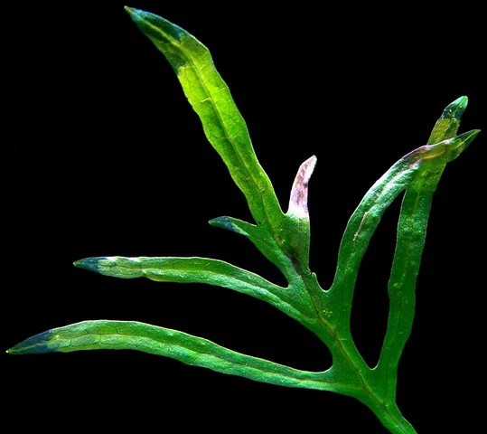 XL In-Vitro Trident Javafarn / Microsorum Pteropus Trident 4 XL In-Vitro Trident Javafarn / Microsorum Pteropus Trident – Bild 2