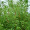 Quirliges Tausendblatt / Myriophyllum Verticillatum Im 11x11 Cm Topf 2 Quirliges Tausendblatt / Myriophyllum Verticillatum Im 11x11 Cm Topf -Hobby Verkäufe U 018BA 1 1