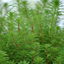 Quirliges Tausendblatt / Myriophyllum Verticillatum Im 11x11 Cm Topf