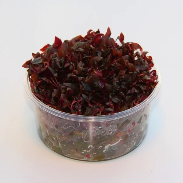 XL In-Vitro Mini-Papageienblatt / Alternanthera Reineckii 'mini' 3 XL In-Vitro Mini-Papageienblatt / Alternanthera Reineckii 'mini'