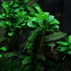 XL In-Vitro Kleinstes Zwergspeerblatt / Anubias 'Petite' Oder 'Bonsai'