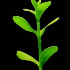 XL In-Vitro Kleines Fettblatt - Brahmi / Bacopa Monnieri -Hobby Verkäufe V041DZ 1 3