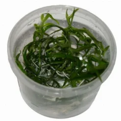 In-Vitro Trugkölbchen / Heteranthera Zosterifolia