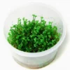 XL In-Vitro Mini-Kleeblatt / Marsilea Crenata *NEU* -Hobby Verkäufe V1200DZ 1 2