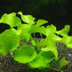 XL In-Vitro Mini-Seerose Aus Taiwan / Nymphoides Sp. 'Taiwan' ('Flipper')