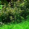 In-Vitro Bonsai Rotala / Rotala 'Bonsai' -Hobby Verkäufe V1300DZ 1 1